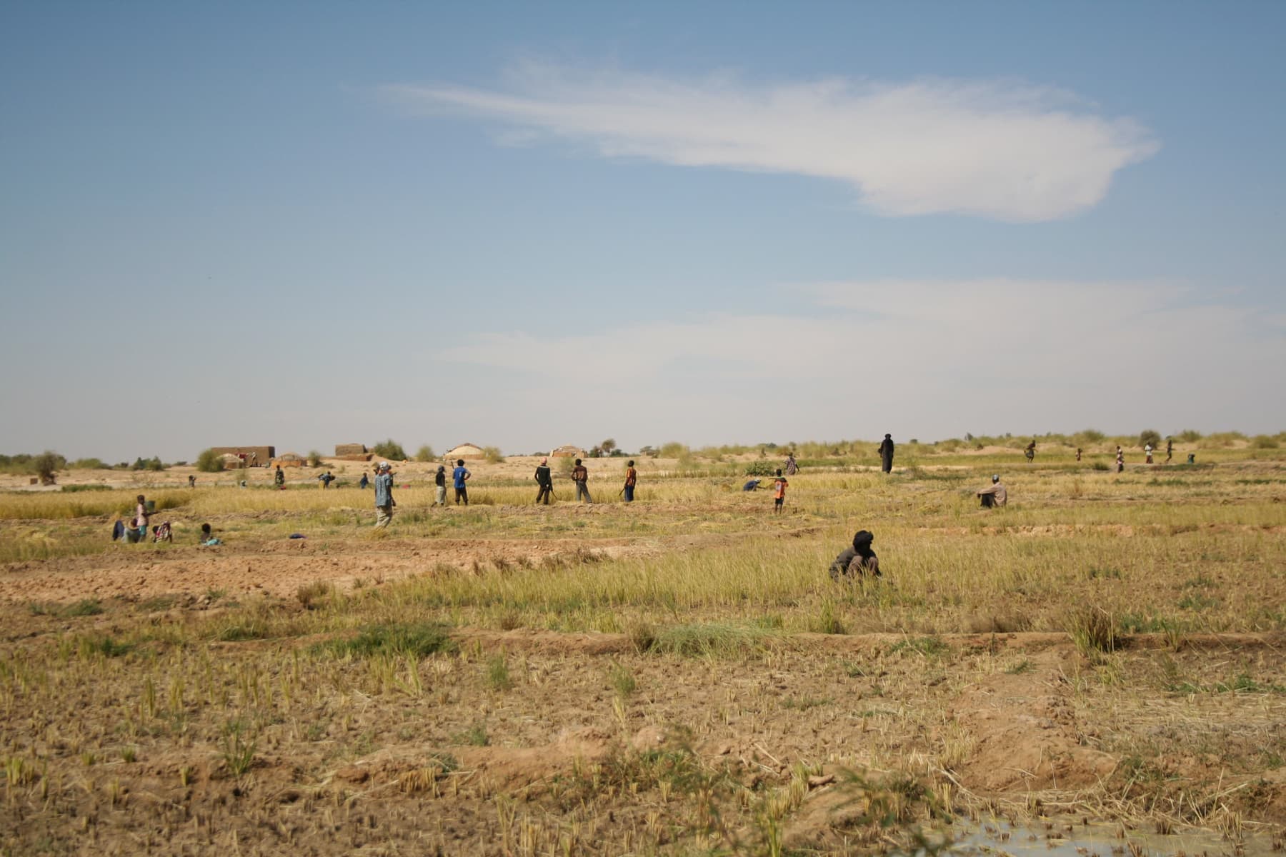People work as part of the Green Desert North project to improve the lives of local people. Mali, 2011.